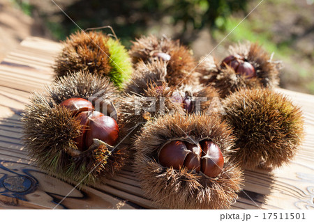 栗林にて 栗林にて 17511501