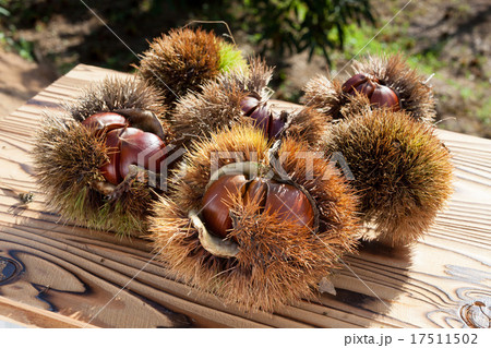 栗林にて 栗林にて 17511502