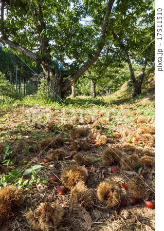 栗林にて 17511510