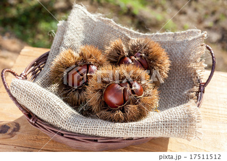 栗林にて 17511512