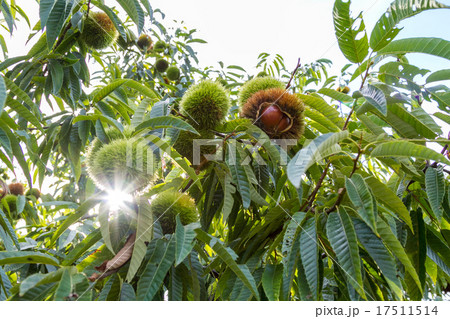 栗林にて 栗林にて 17511514