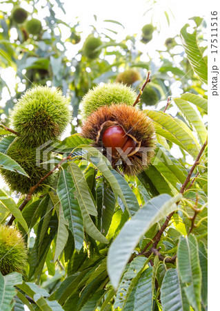 栗林にて 17511516