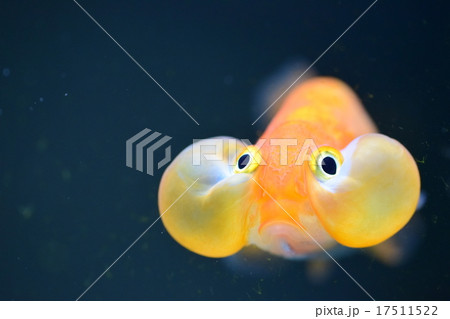 金魚スイホウガン 17511522