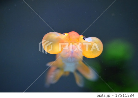 金魚スイホウガン 17511534