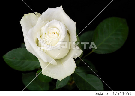 The white rose on black The white rose on black 17511659