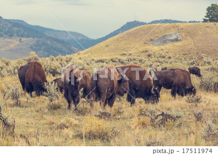 Buffalo Buffalo 17511974
