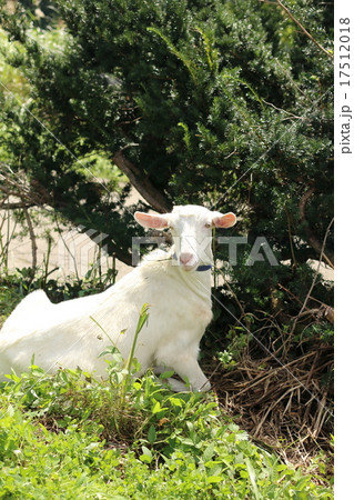 ヤギ　山羊 17512018