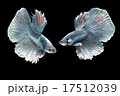 Betta fish on black background. Betta fish on black background. 17512039
