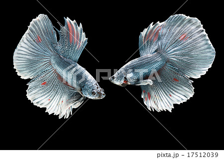 Betta fish on black background. 17512039