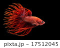 Red siamese fighting fish isolated Red siamese fighting fish isolated 17512045