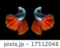 Siamese fighting fish isolated Siamese fighting fish isolated 17512048