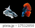 Betta fish is fighting, it is beautiful colour. Betta fish is fighting, it is beautiful colour. 17512050