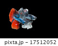 Betta fish is fighting, it is beautiful colour. Betta fish is fighting, it is beautiful colour. 17512052