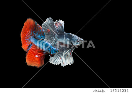 Betta fish is fighting, it is beautiful colour. 17512052