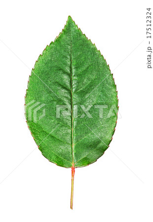 Green Rose Leaf Green Rose Leaf 17512324