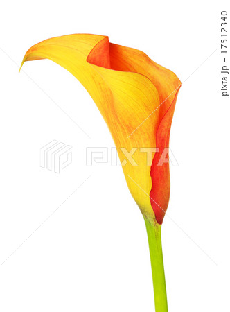 Orange Calla Lily Orange Calla Lily 17512340