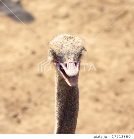 African Ostrich 17512360