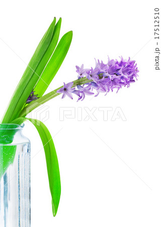 Blue Hyacinth Flower Blue Hyacinth Flower 17512510