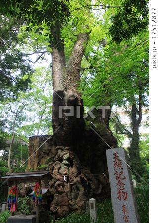 来宮神社　大楠 17512877