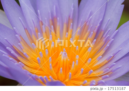 Purple water lily 17513187