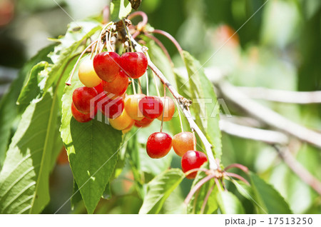 さくらんぼ狩り 17513250