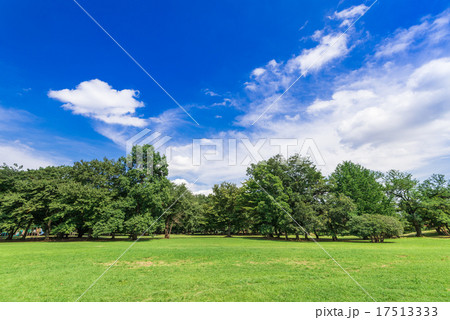 青空と公園の木々 17513333