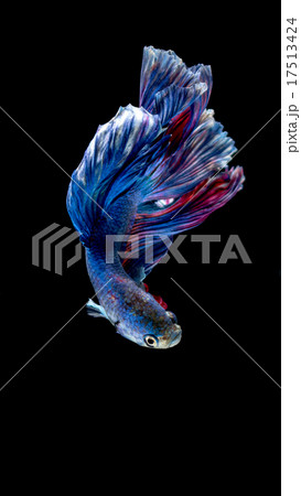 Blue and red siamese fighting fish on black 17513424