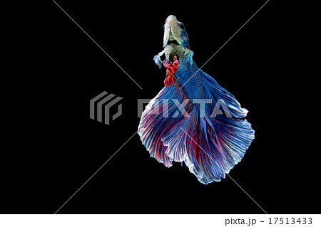 Blue and red siamese fighting fish on black 17513433