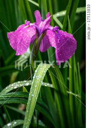 花菖蒲 17513810
