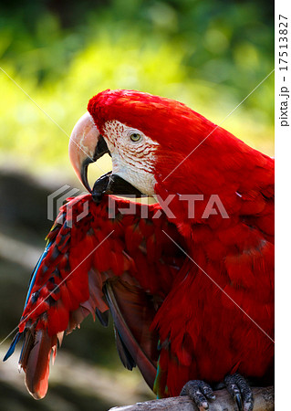 アカコンゴウインコ アカコンゴウインコ 17513827