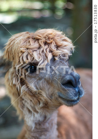 リャマのポートレート 17513830