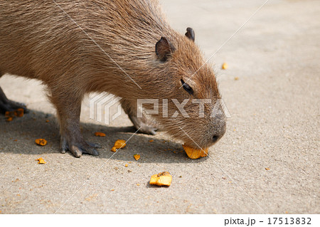 カピバラのポートレート 17513832