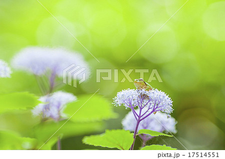 こあじさいとアマガエル 17514551