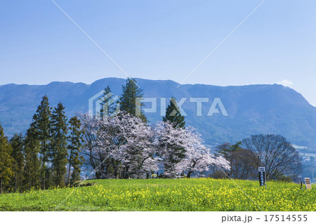 名胡桃城址の春 17514555