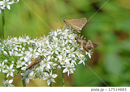 ニラの花とイチモンジセセリ 17514665