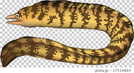 ウツボ　（ベクター） 17514803