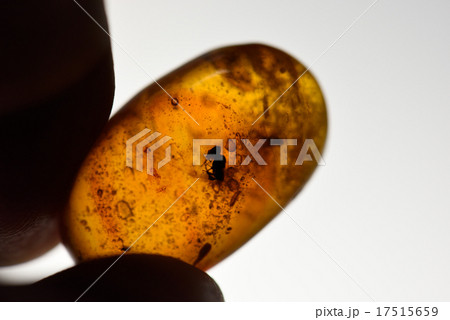 虫入り琥珀 17515659