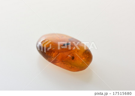 虫入り琥珀 17515680