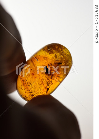 虫入り琥珀 17515683