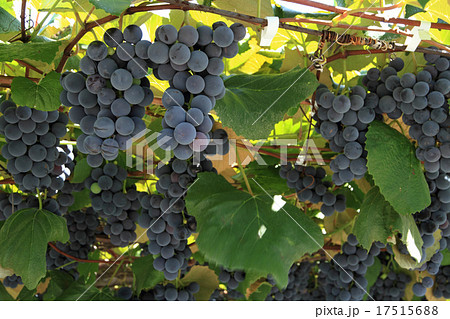 収穫前のブドウ　コンコード 17515688