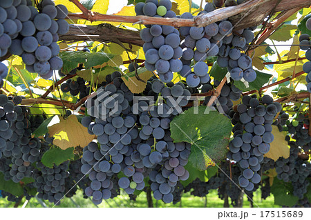 収穫前のブドウ　コンコード 17515689