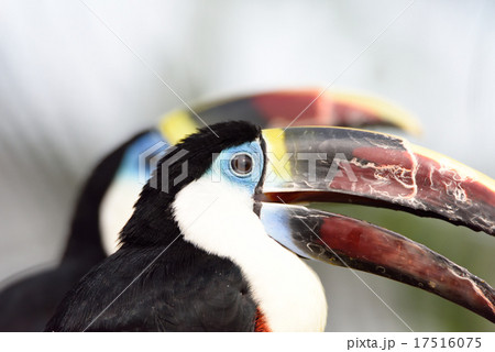 シロムネオオハシ 17516075