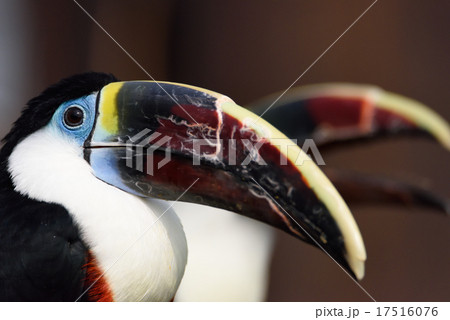 シロムネオオハシ 17516076