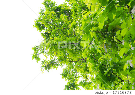 Green forest tree Green forest tree 17516378