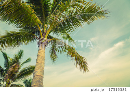 Coconut palm trees ( Filtered image processed vintage effect. ) 17516381