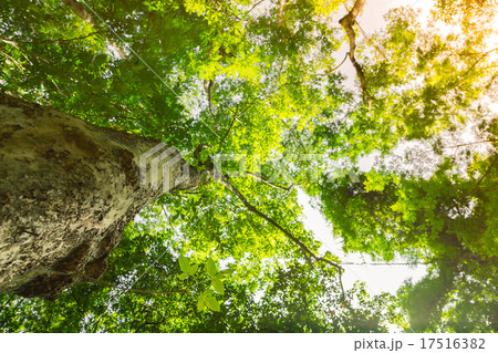 Forest trees Forest trees 17516382