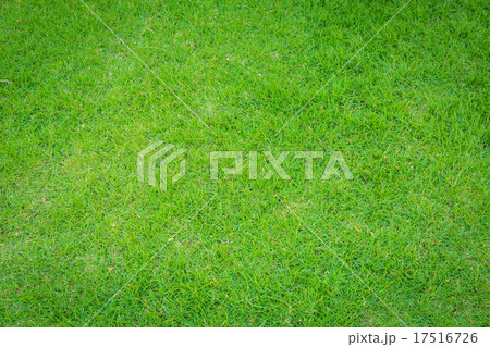 Fresh spring green grass 17516726