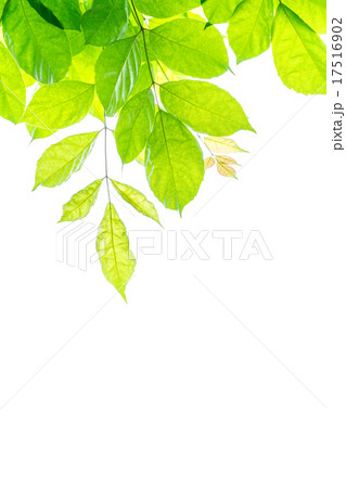 Fresh green leaves Fresh green leaves 17516902