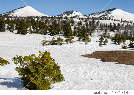 雪解けの睡蓮沼 17517145