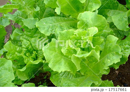 家庭菜園のサンチュ 17517661